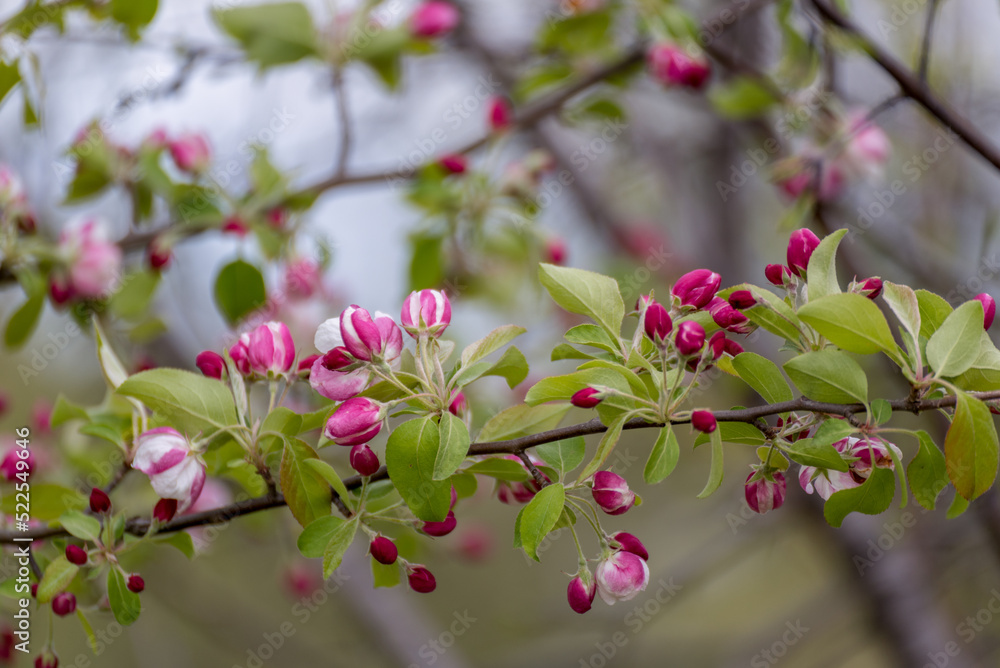 Crabapple Blossoms In Spring Crabapple Blossoms In Spring