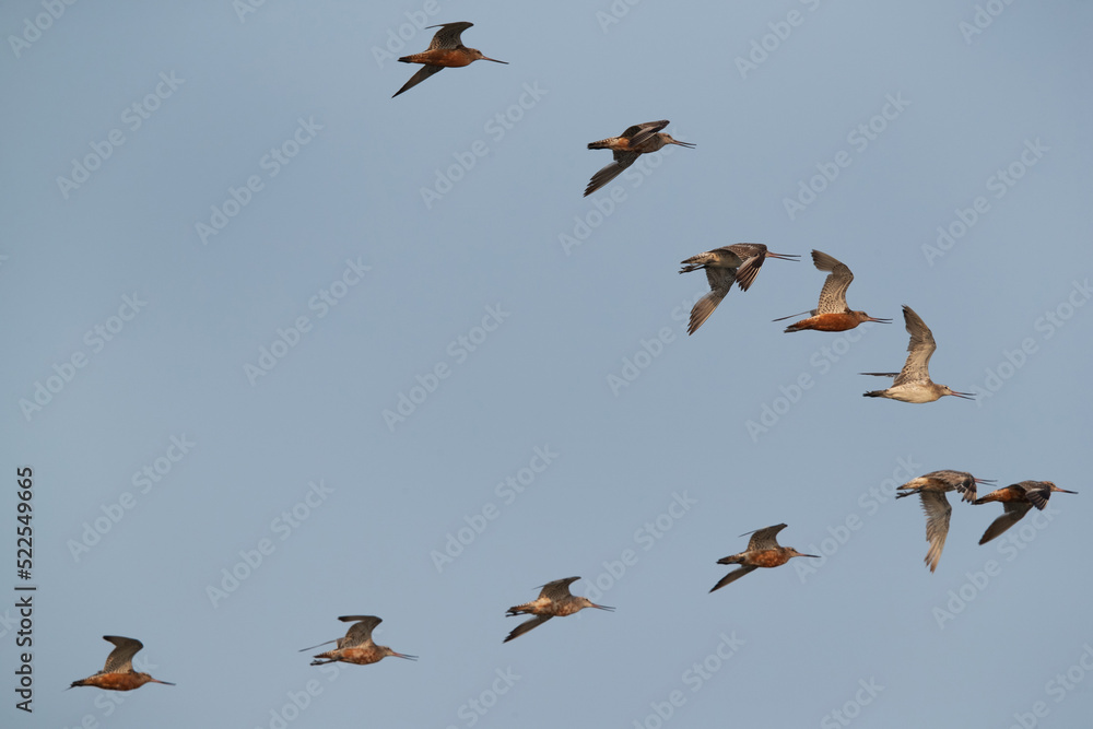 Bar-tailed Godwits flying at Maameer coast, Bahrain Bar-tailed Godwits flying at Maameer coast, Bahrain