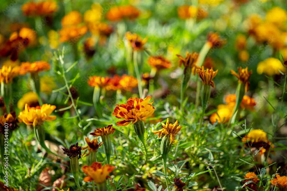 Beautiful tagetes flowers on a city flower bed on a sunny summer day - obrazy, fototapety, plakaty 
