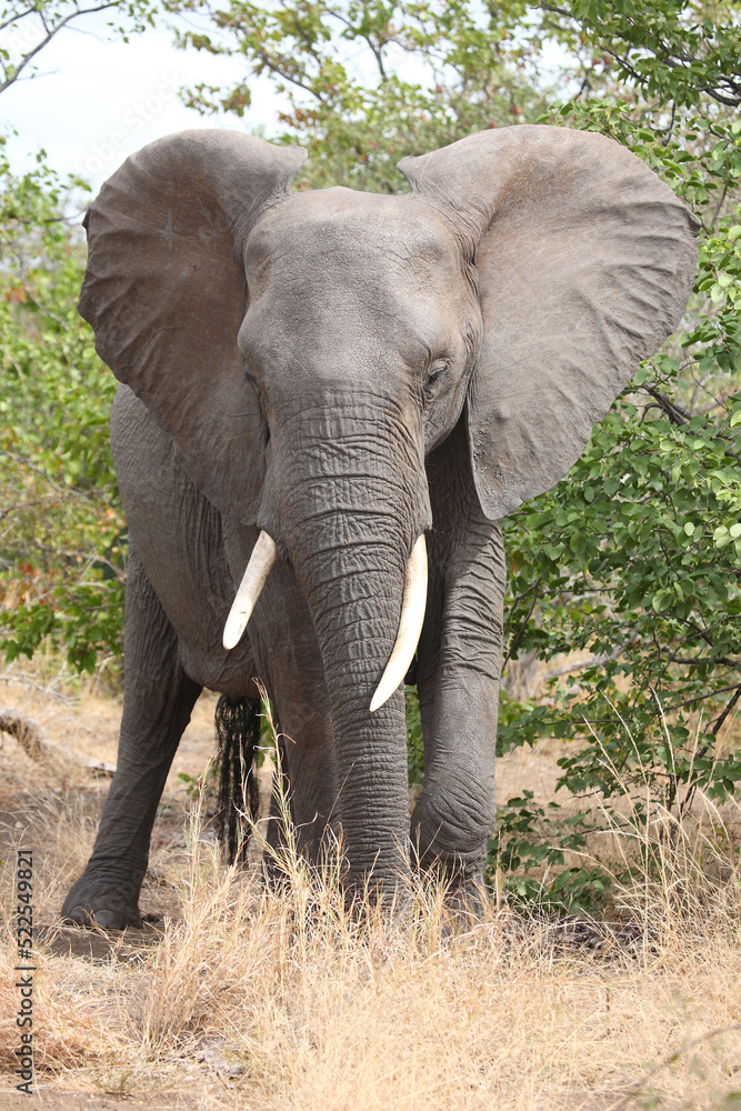 Fototapeta premium Afrikanischer Elefant / African elephant / Loxodonta africana