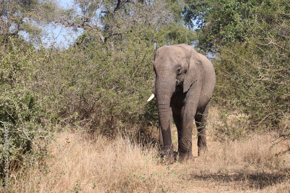 Fototapeta premium Afrikanischer Elefant / African elephant / Loxodonta africana