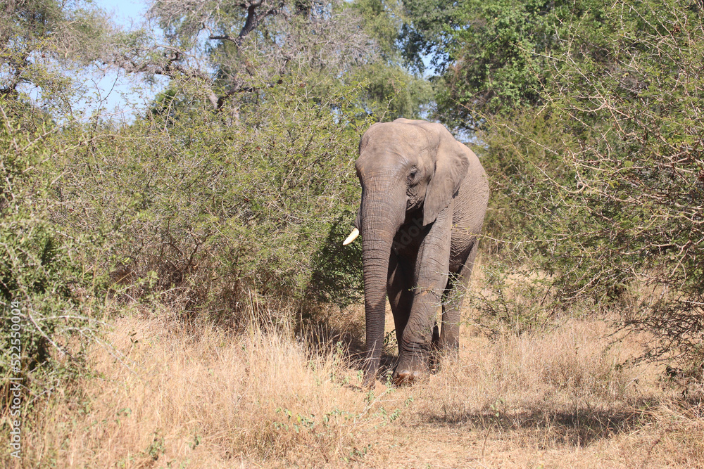 Fototapeta premium Afrikanischer Elefant / African elephant / Loxodonta africana