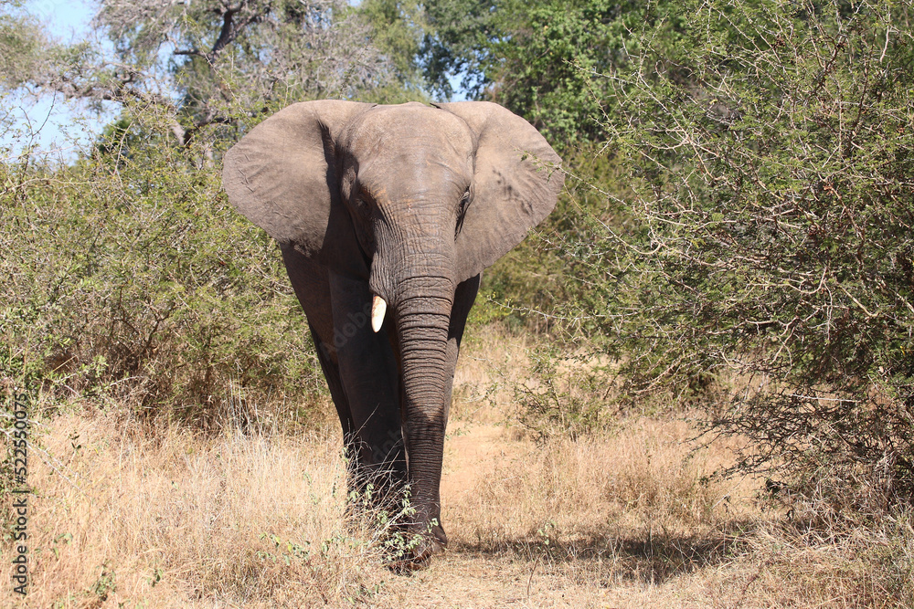 Fototapeta premium Afrikanischer Elefant / African elephant / Loxodonta africana