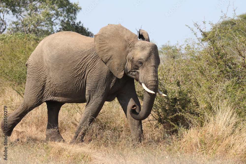 Afrikanischer Elefant / African elephant / Loxodonta africana Afrikanischer Elefant / African elephant / Loxodonta africana