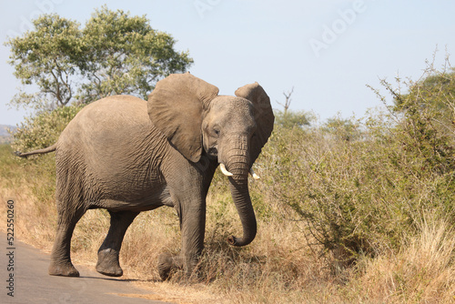 Afrikanischer Elefant   African elephant   Loxodonta africana