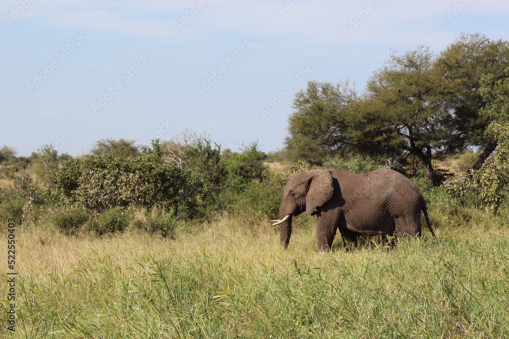 Afrikanischer Elefant / African elephant / Loxodonta africana