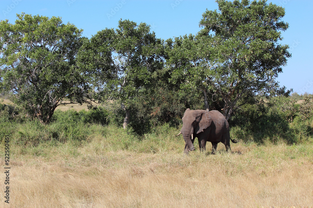 Afrikanischer Elefant / African elephant / Loxodonta africana Afrikanischer Elefant / African elephant / Loxodonta africana