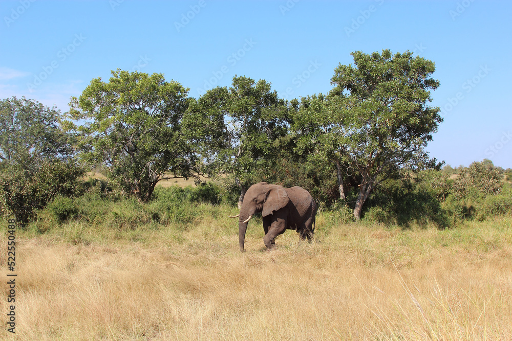 Afrikanischer Elefant / African elephant / Loxodonta africana Afrikanischer Elefant / African elephant / Loxodonta africana