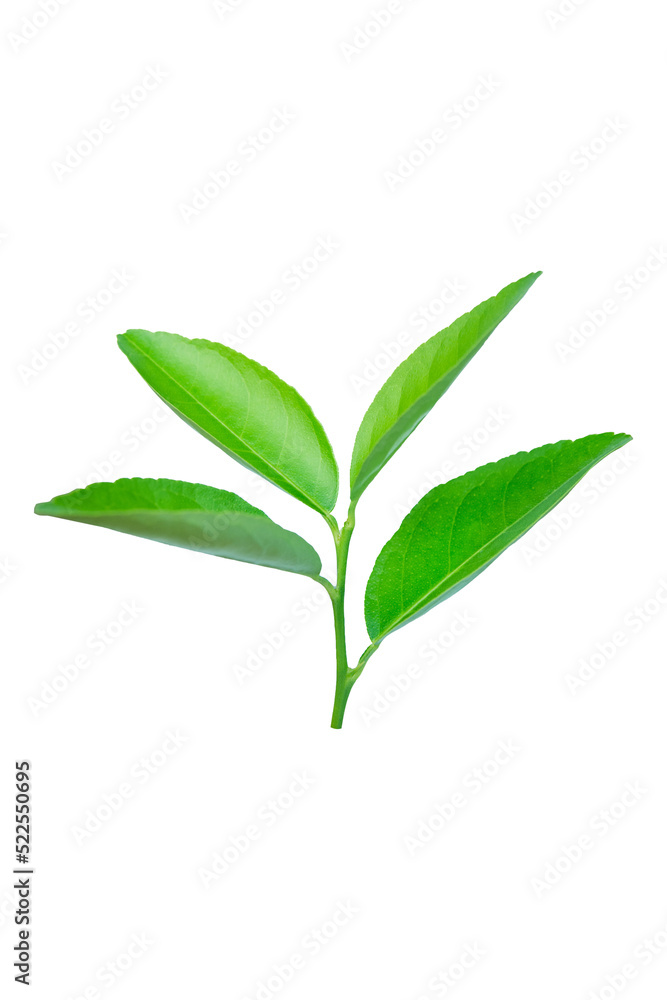 Lime leaves isolated on white background with clipping path Lime leaves isolated on white background with clipping path