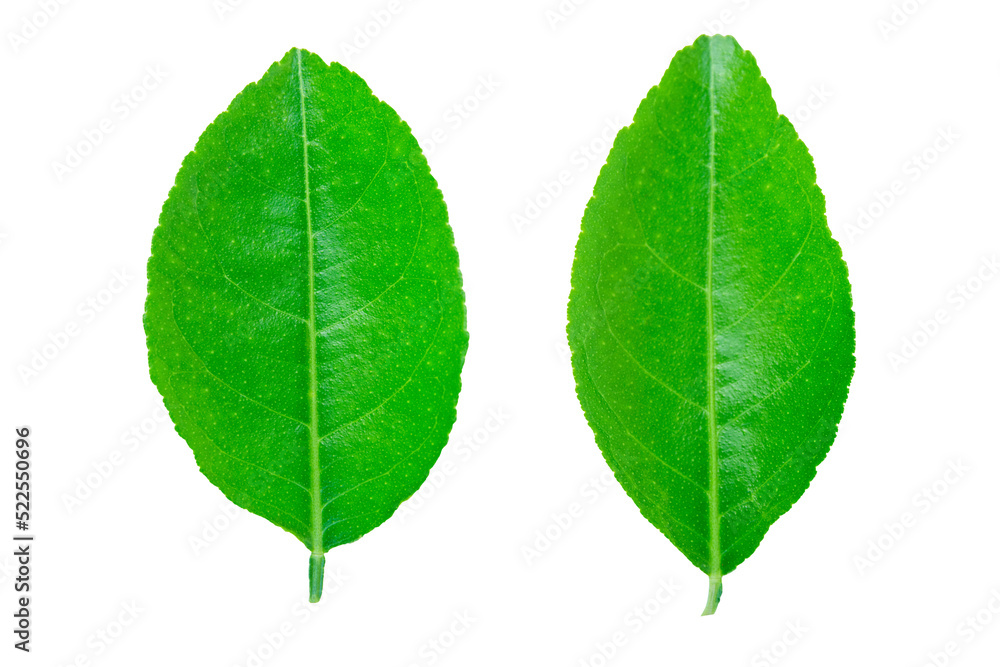 Lime leaves isolated on white background collection with clipping path Lime leaves isolated on white background collection with clipping path