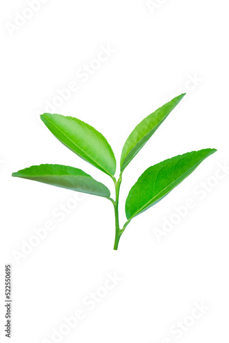 Lime leaves isolated on white background with clipping path © Achira22