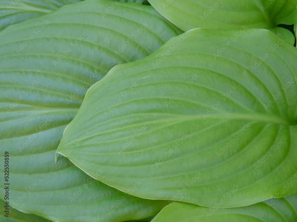 Obraz premium Closeup of green leaves