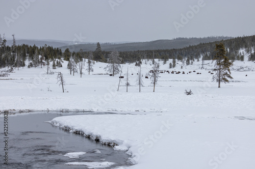 Bison in Winter in Yellowstone National Park Wyoming