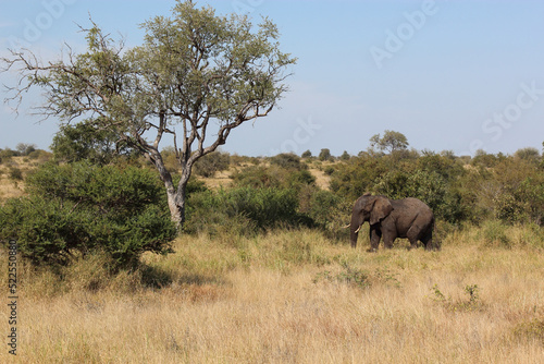 Afrikanischer Elefant / African elephant / Loxodonta africana