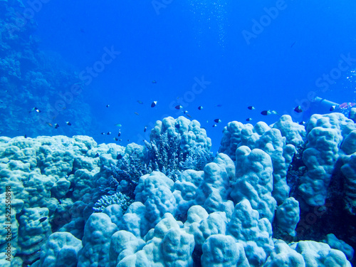 Scuba Diving in the Red Sea in Egypt