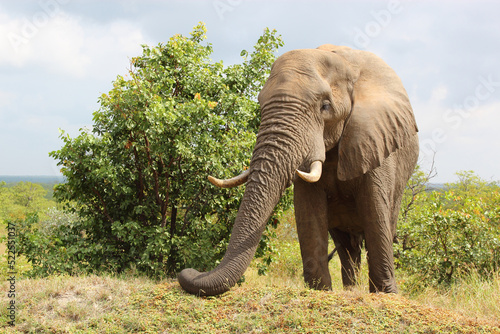 Canvas Print Afrikanischer Elefant / African elephant / Loxodonta africana