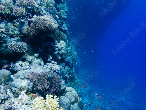 Scuba Diving in the Red Sea in Egypt