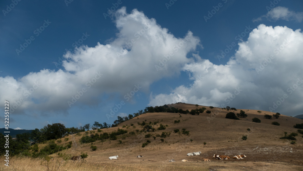 paesaggio con mucche al pascolo