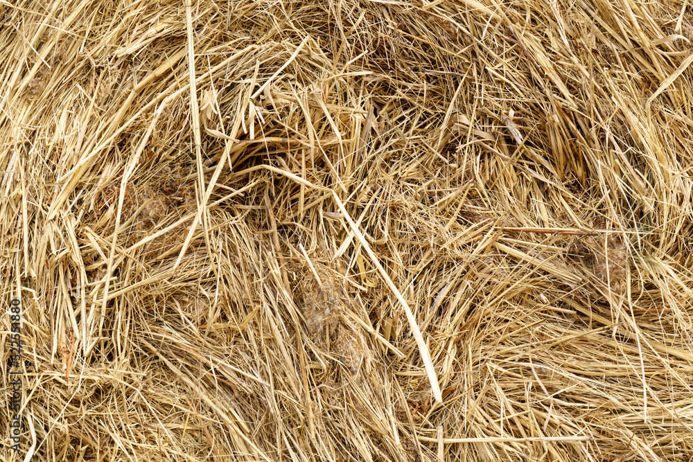 Seamless texture of hay, straw. Dried hay background. Texture, background. Close up Seamless texture of hay, straw. Dried hay background. Texture, background. Close up