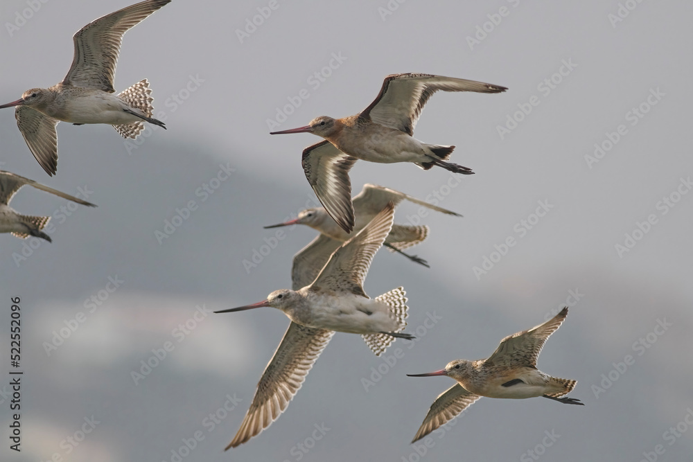 Obraz premium Beautiful sandpipers in flight