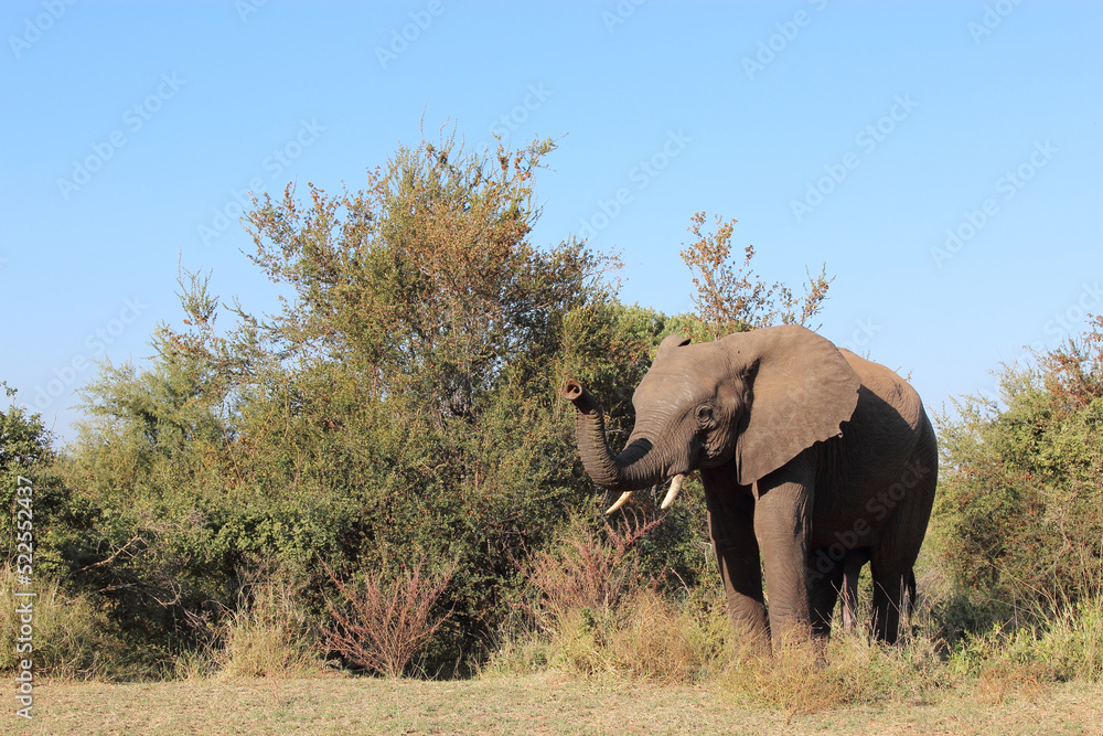 Afrikanischer Elefant / African elephant / Loxodonta africana