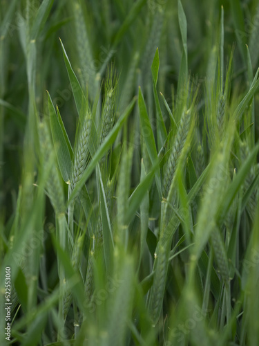 dew on grass