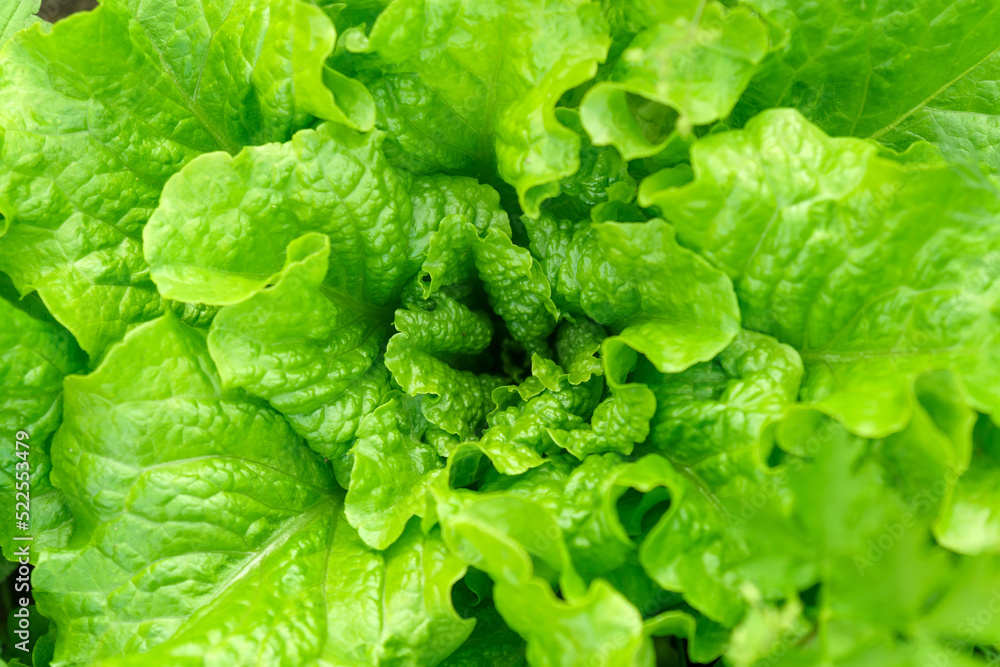 Organic home garden full of lettuce close up, popular and healthy leafy green plant. Texture Organic home garden full of lettuce close up, popular and healthy leafy green plant. Texture