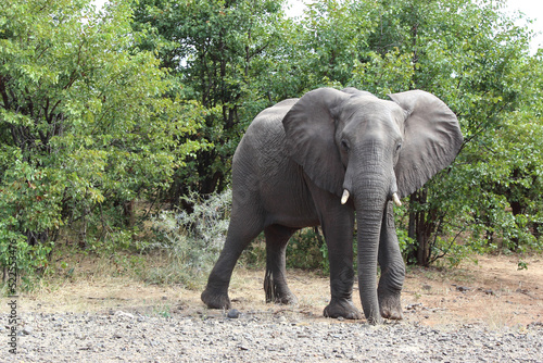 Afrikanischer Elefant   African elephant   Loxodonta africana