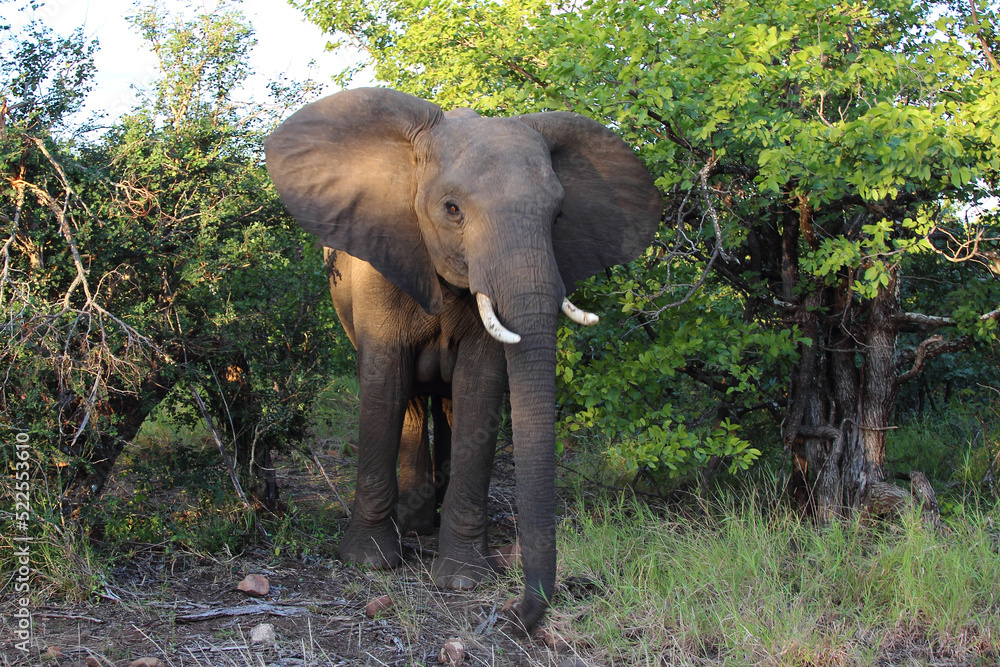 Obraz premium Afrikanischer Elefant / African elephant / Loxodonta africana