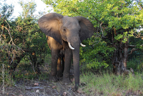 Afrikanischer Elefant   African elephant   Loxodonta africana