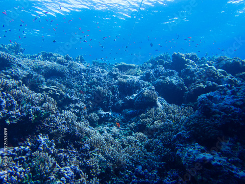 Diving in the Red Sea at Egypt