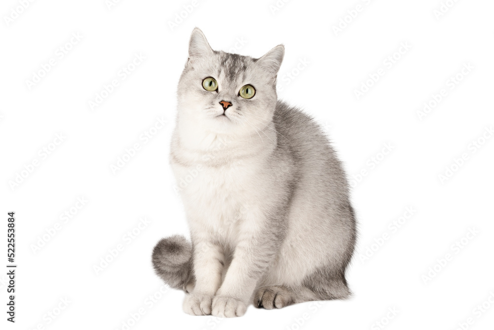 gray cat scottish straight with green eyes isolated