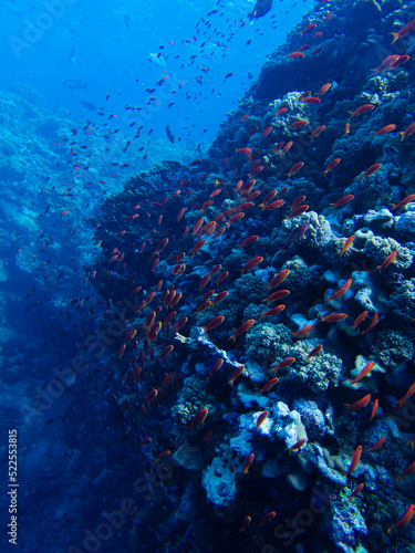 Fototapeta Naklejka Na Ścianę i Meble -  Diving in the Red Sea at Egypt