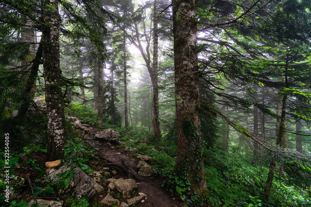 Beautiful forest with trees and roots in the mountains in cloudy foggy weather. A landscape of a summer forest with fog and rich colors. Beautiful forest with trees and roots in the mountains in cloudy foggy weather. A landscape of a summer forest with fog and rich colors.