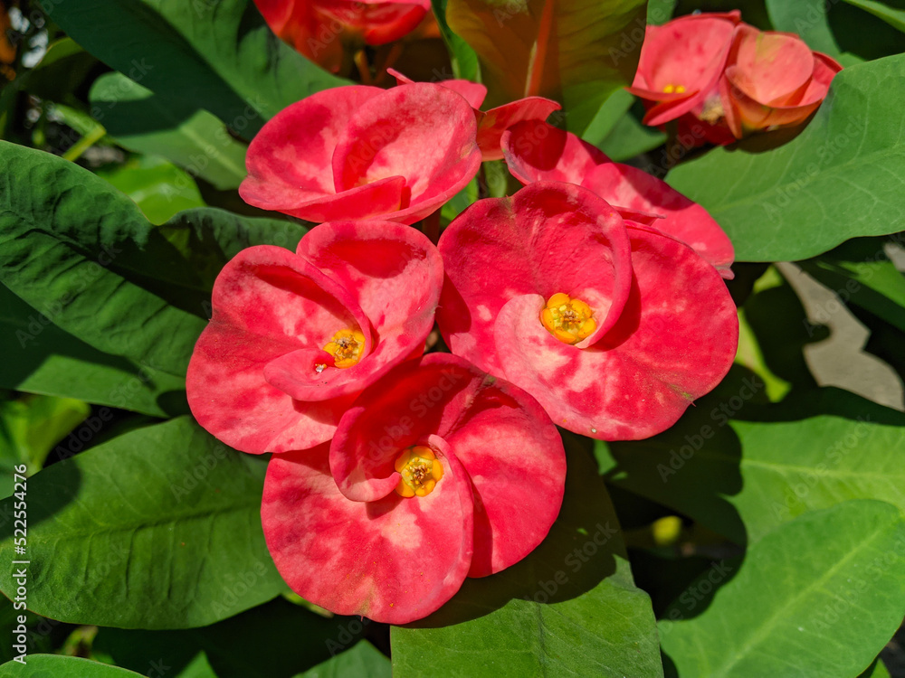 Euphorbia or crown of thorns is an ornamental plant often found as decoration in the home page. This plant has flowers with beautiful colors, and the stems are filled with thorns Euphorbia or crown of thorns is an ornamental plant often found as decoration in the home page. This plant has flowers with beautiful colors, and the stems are filled with thorns