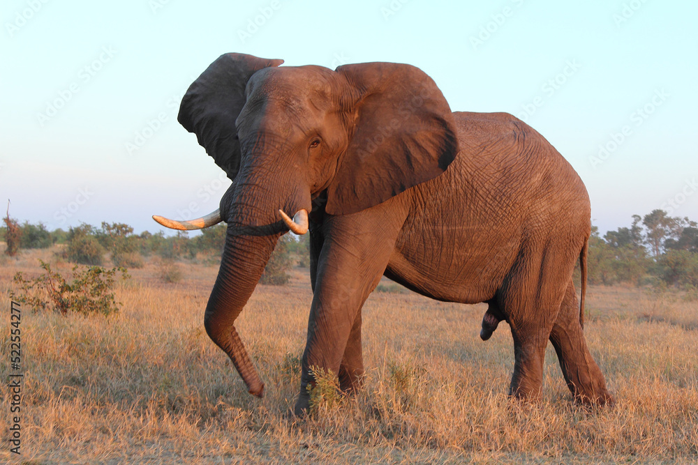 Fototapeta premium Afrikanischer Elefant / African elephant / Loxodonta africana