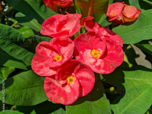 Euphorbia or crown of thorns is an ornamental plant often found as decoration in the home page. This plant has flowers with beautiful colors  and the stems are filled with thorns