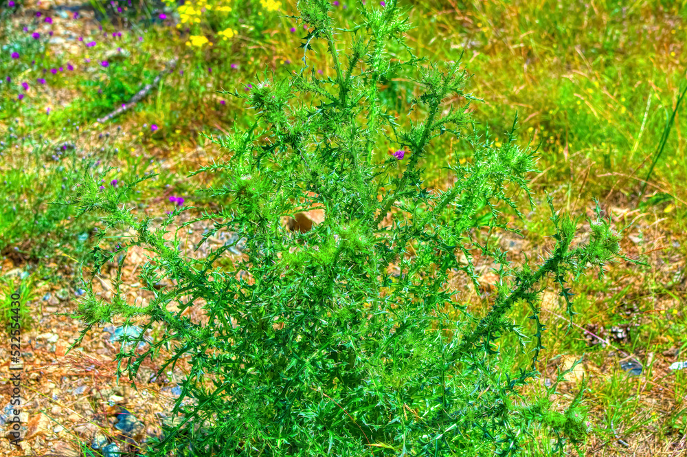 Green thistle plant during summer day in Zlatibor, Serbia.