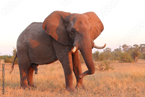 Afrikanischer Elefant   African elephant   Loxodonta africana