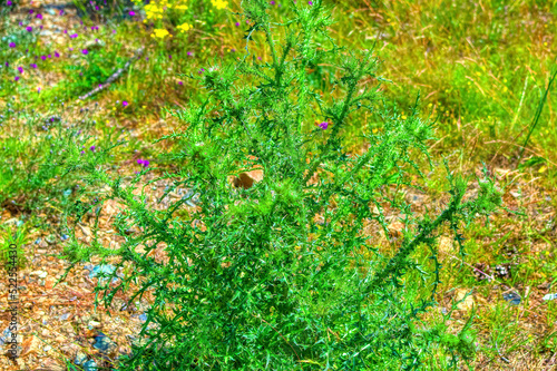 Obraz na płótnie Green thistle plant during summer day in Zlatibor, Serbia. w salonie