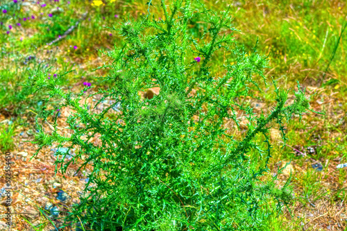 Green thistle plant during summer day in Zlatibor, Serbia.