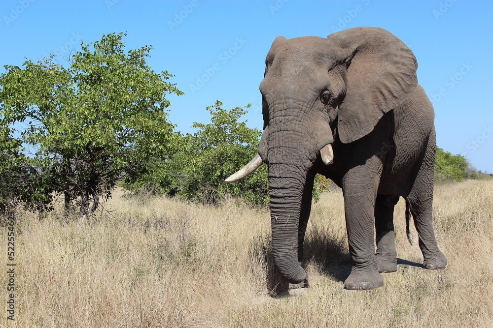 Obraz premium Afrikanischer Elefant / African elephant / Loxodonta africana