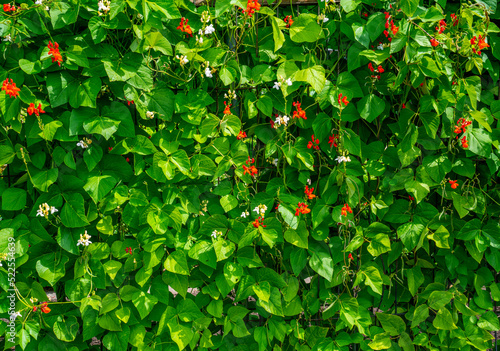 Schilderij op canvas Background of beans growing in a garden with red and white flowers (phaseolus co