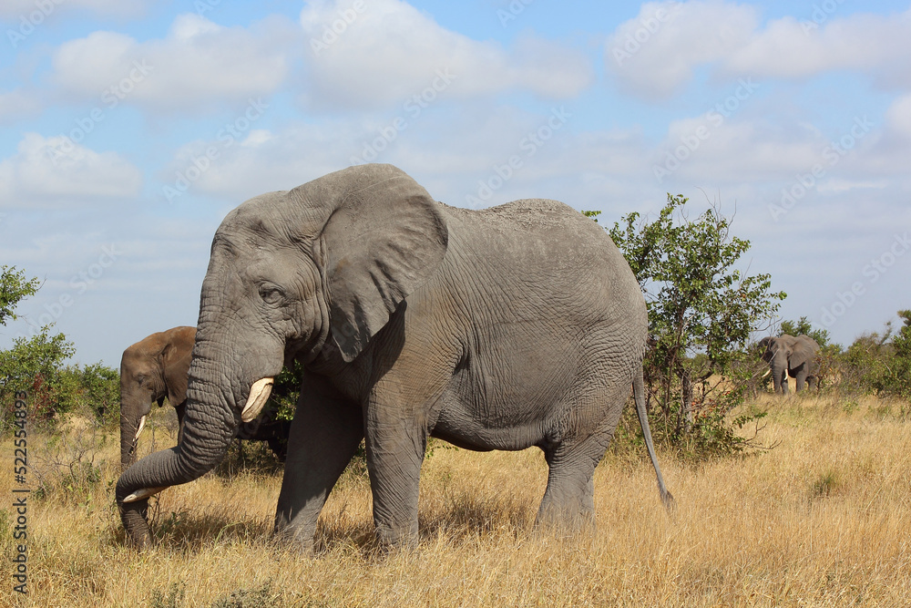 Obraz premium Afrikanischer Elefant / African elephant / Loxodonta africana