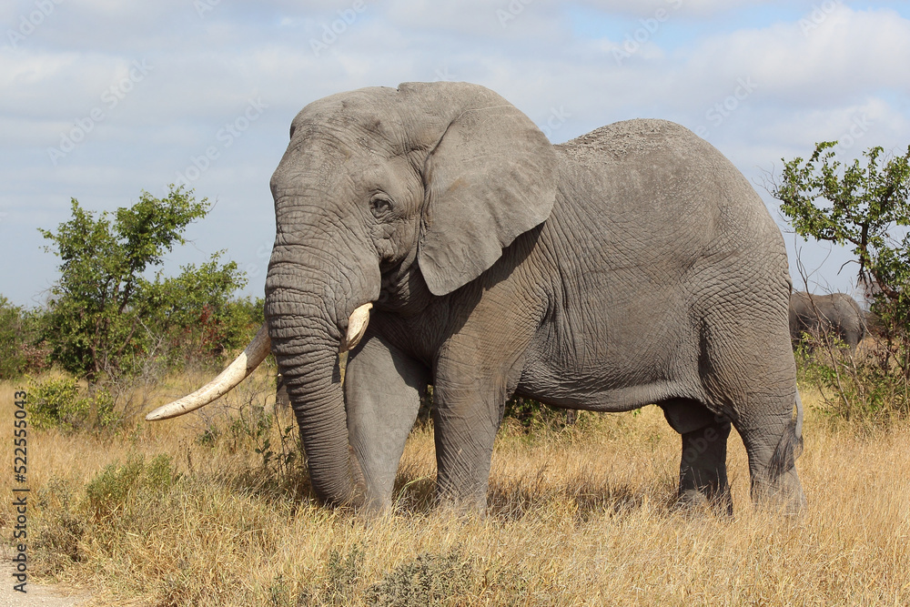 Obraz premium Afrikanischer Elefant / African elephant / Loxodonta africana