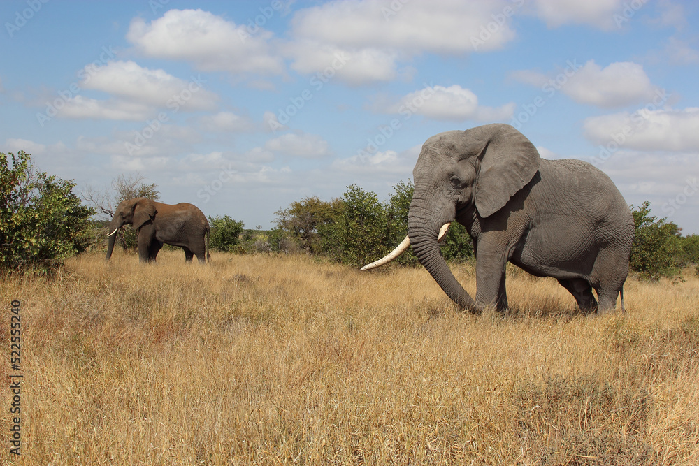 Afrikanischer Elefant / African elephant / Loxodonta africana Afrikanischer Elefant / African elephant / Loxodonta africana