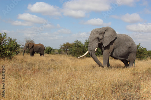 Afrikanischer Elefant / African elephant / Loxodonta africana