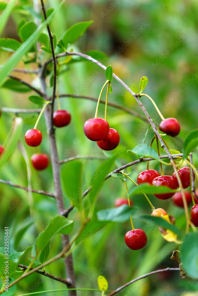 Ripe cherries on a tree branch. Cherries hang on a branch of a cherry tree. Cherry tree in the garden. Selective focus. Vertical photo
