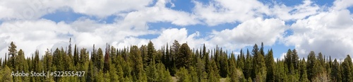 Green Trees and Cloudy Cloudscape in American Landscape. Spring Season. Grand Teton National Park. Wyoming, United States. Nature Background Panorama © edb3_16
