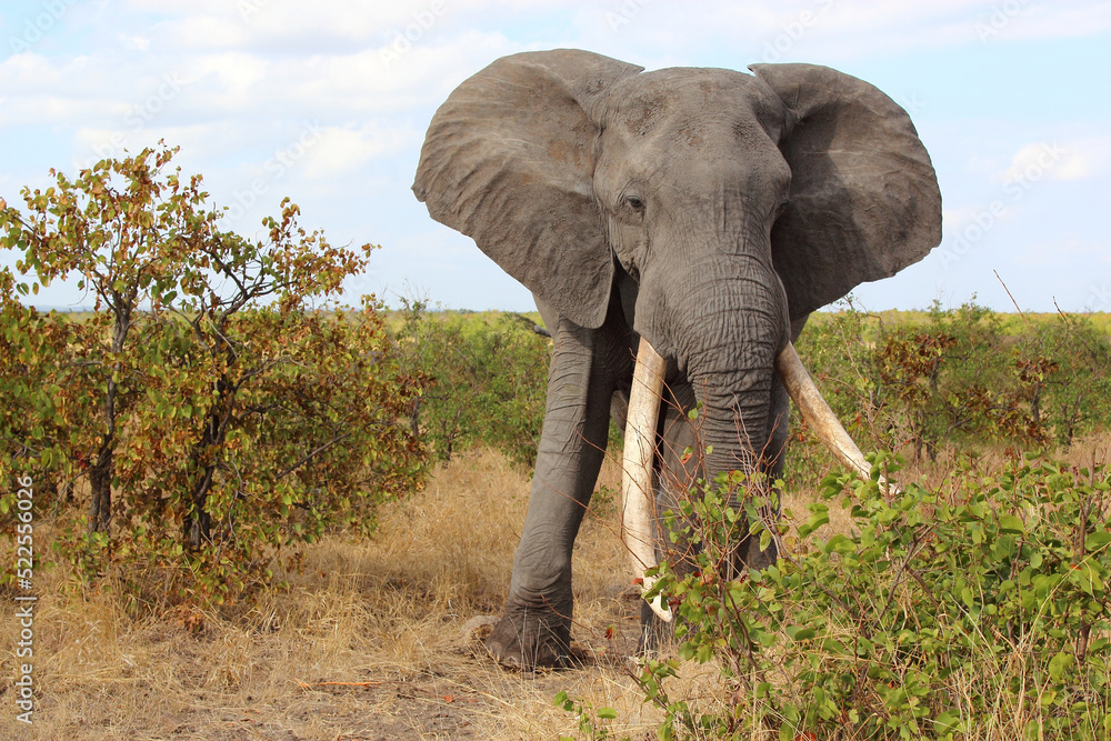Fototapeta premium Afrikanischer Elefant / African elephant / Loxodonta africana